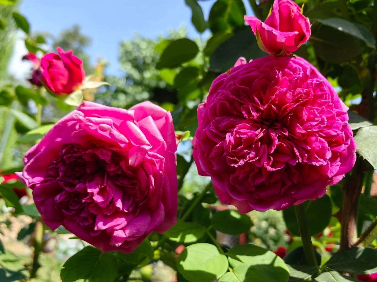 Lady of Megginch Rose
