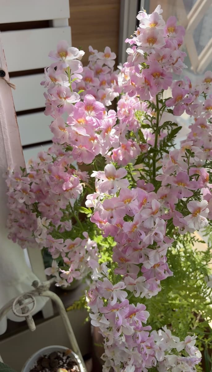 Pink poorman's orchid
