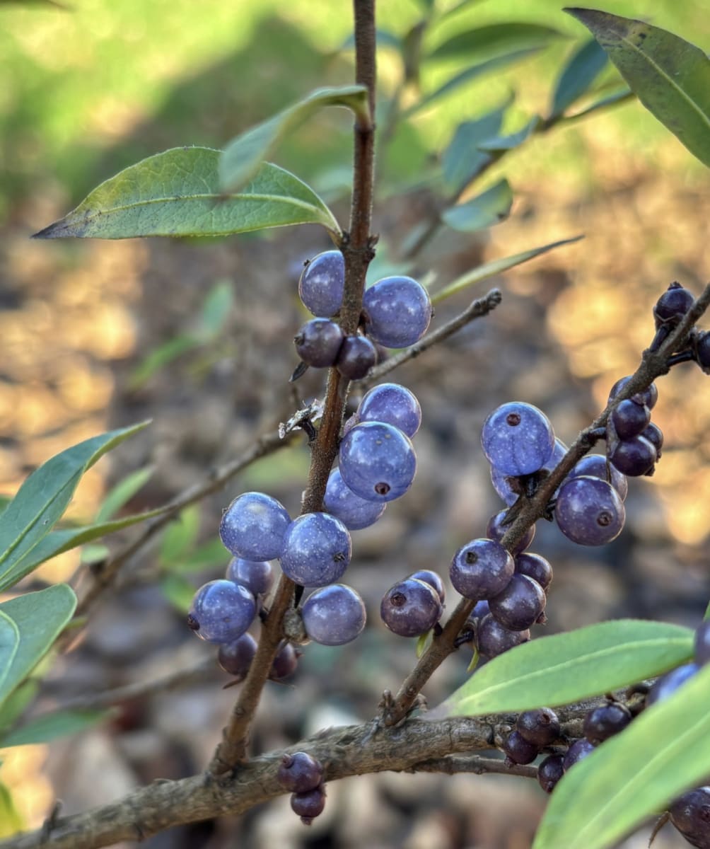 Privet