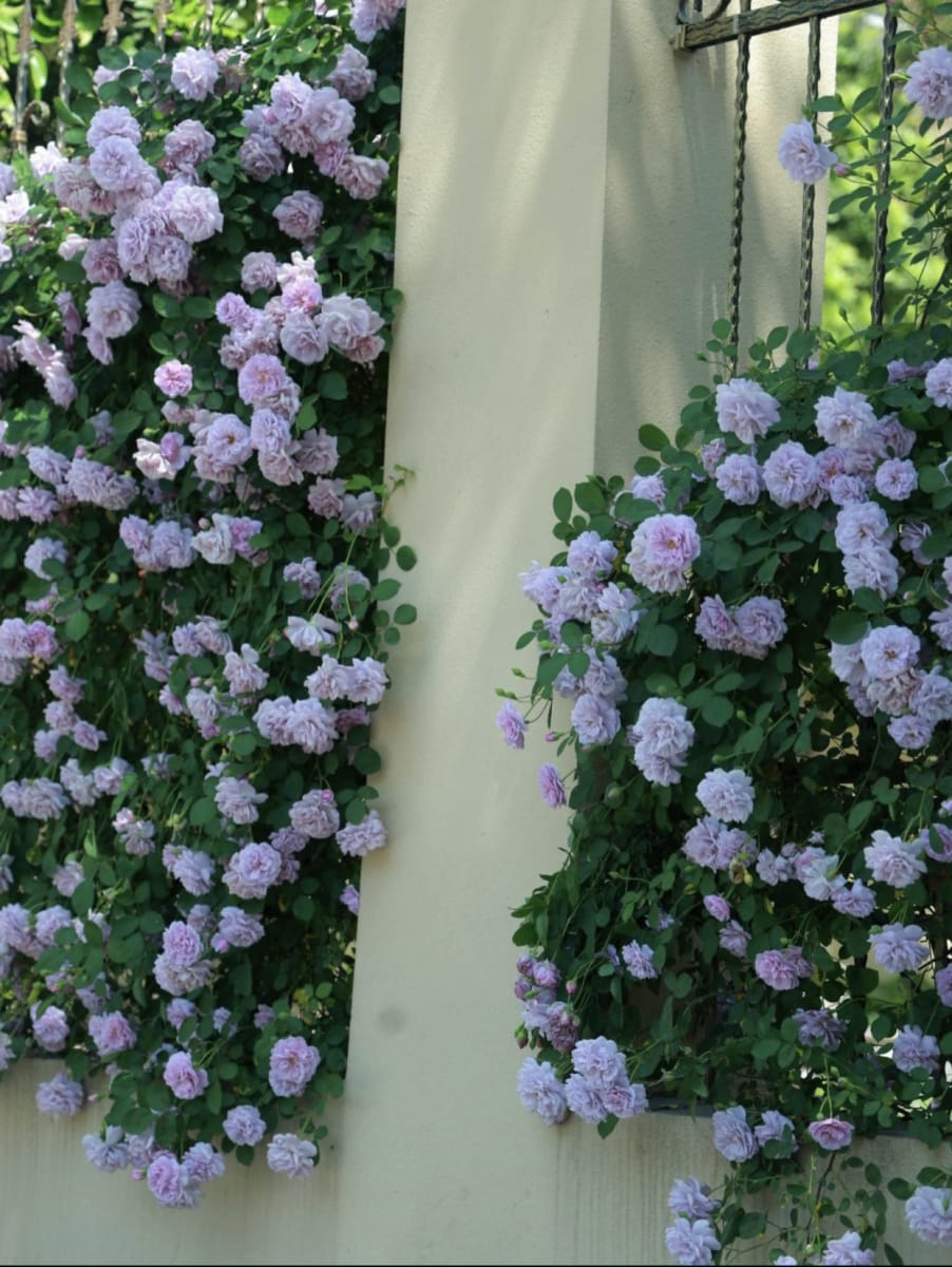 Blue rose