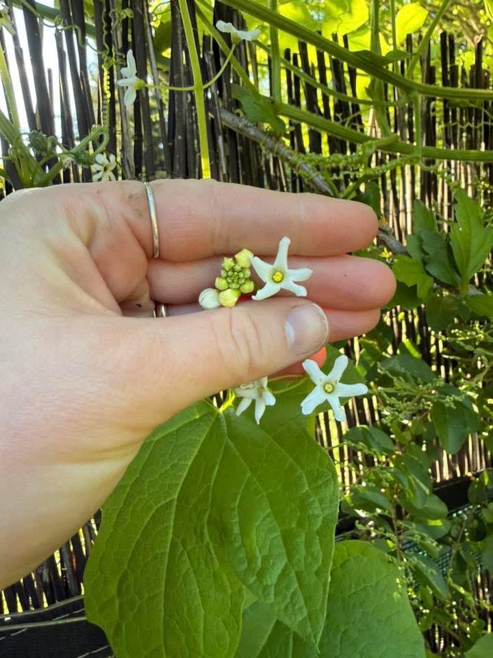coastal manroot