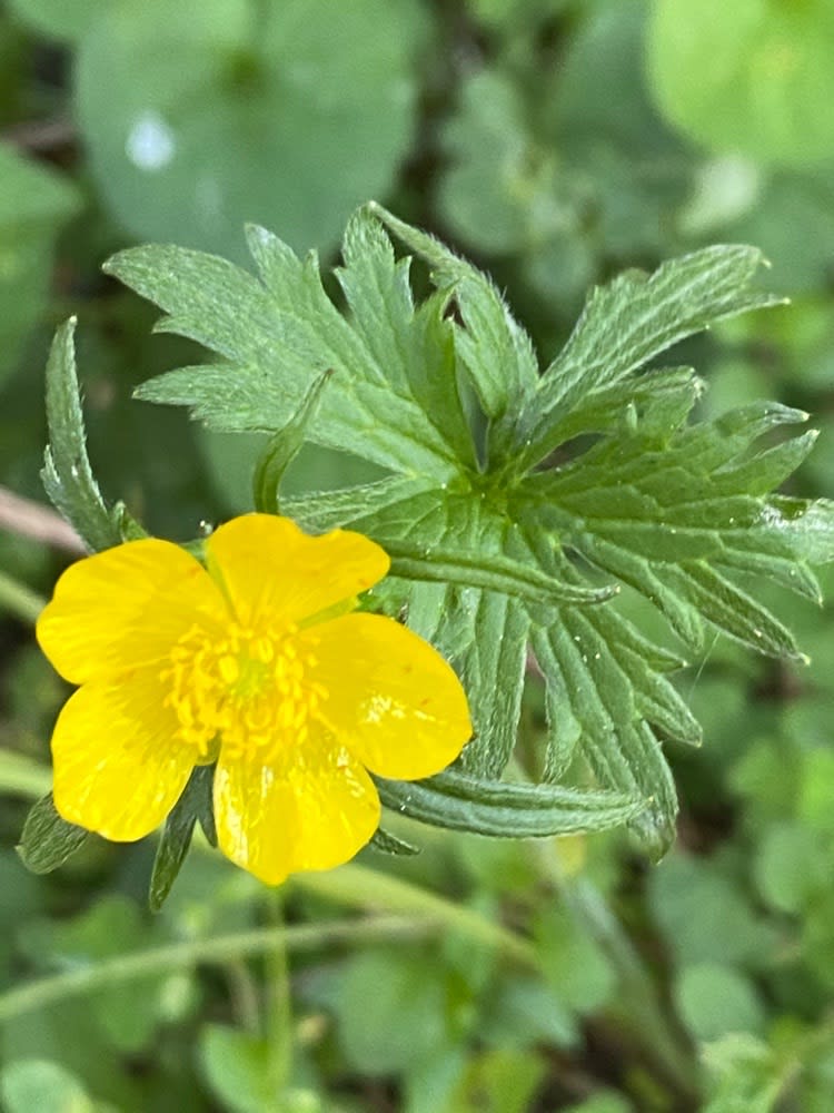 meadow buttercup