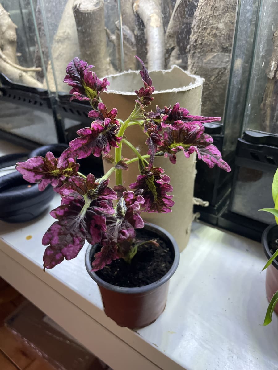 Coleus