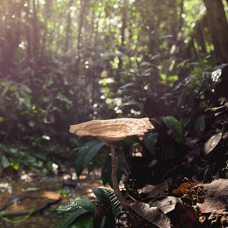 Tiger Milk Mushroom