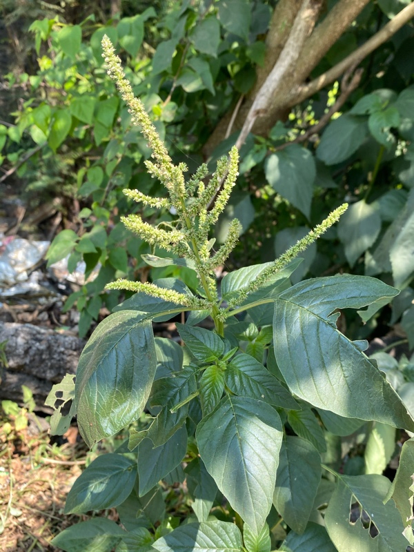 Spiny Amaranth