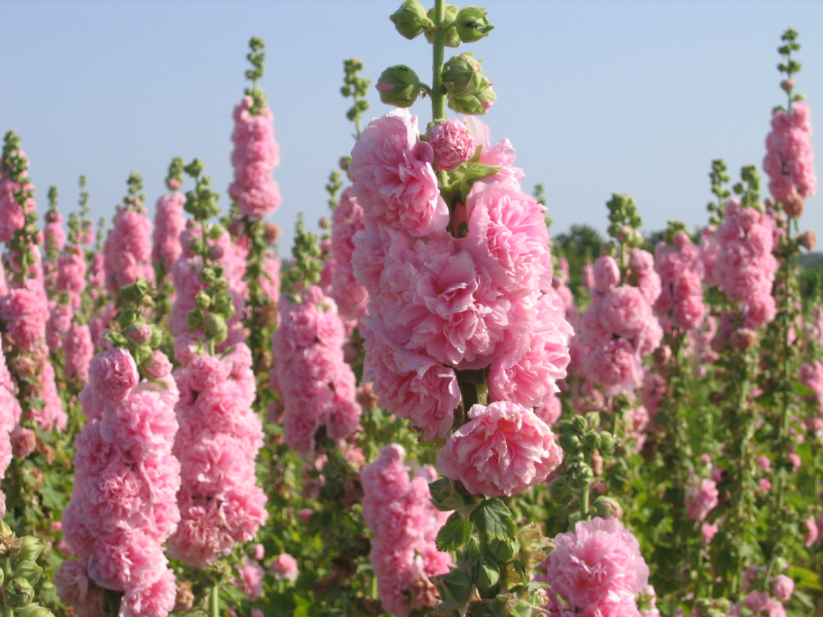 Hollyhock