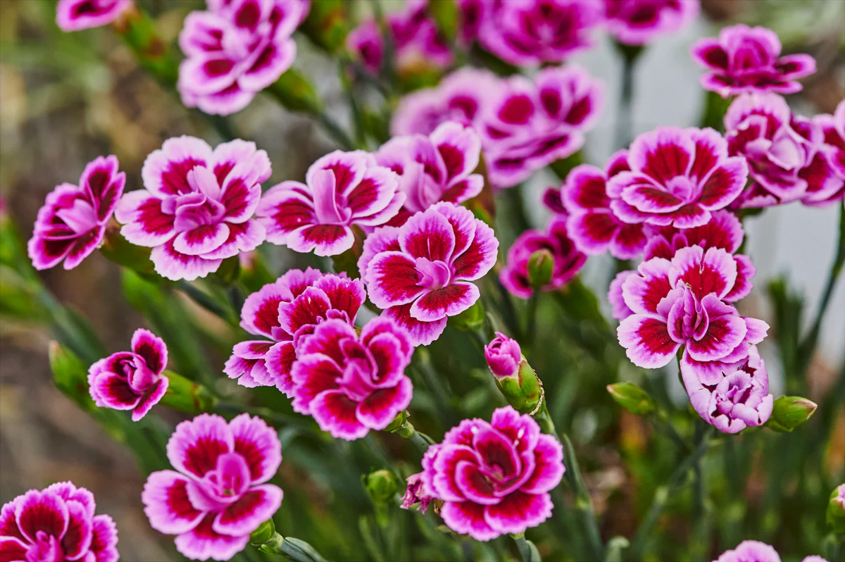 Carnation