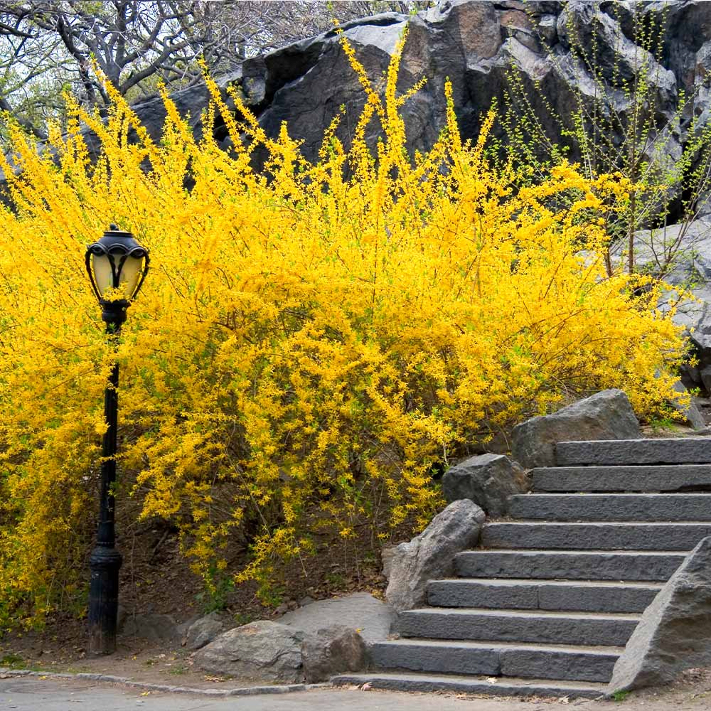 weeping forsythia