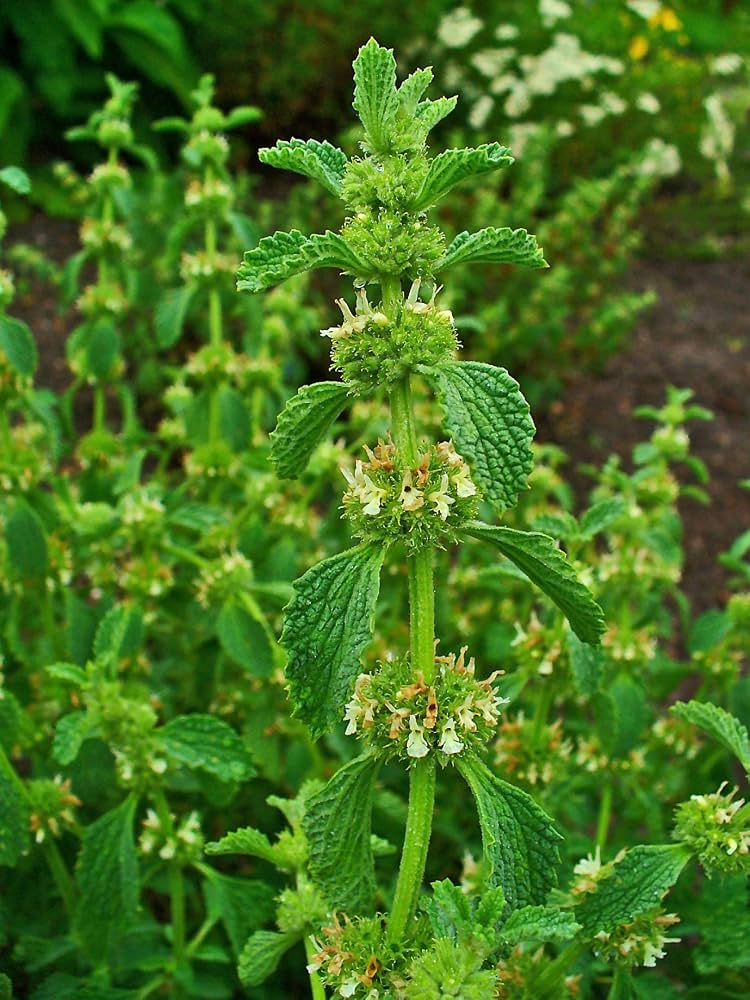 White Horehound