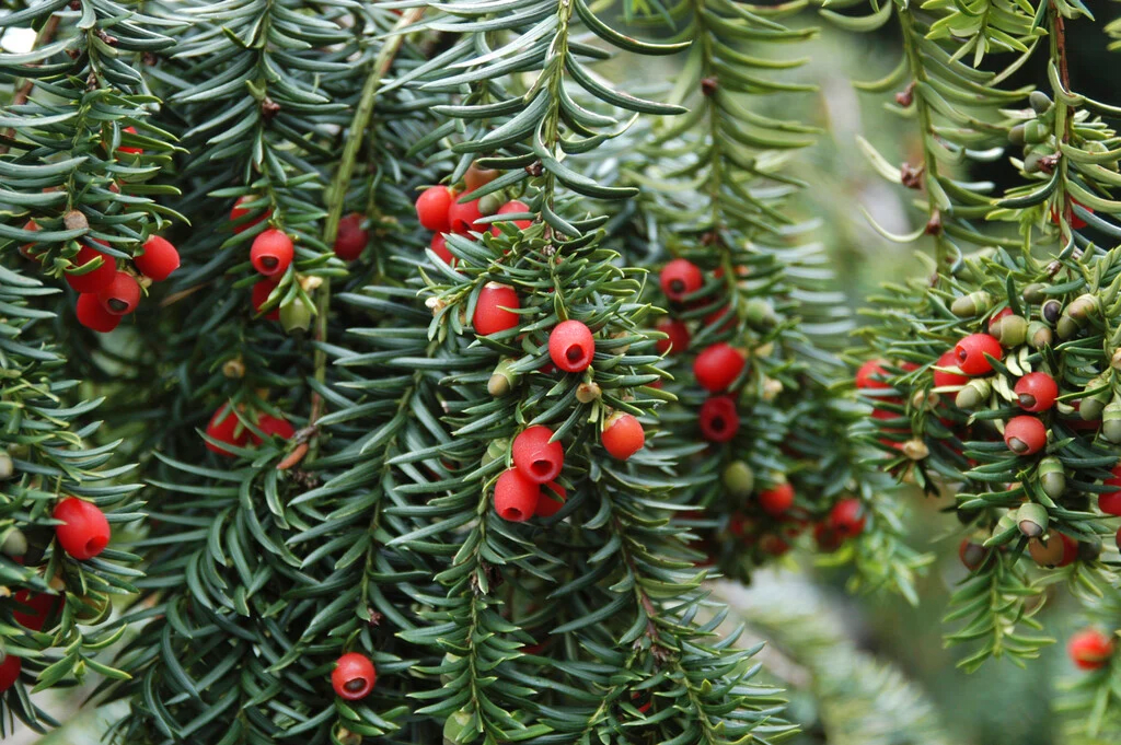 European Yew