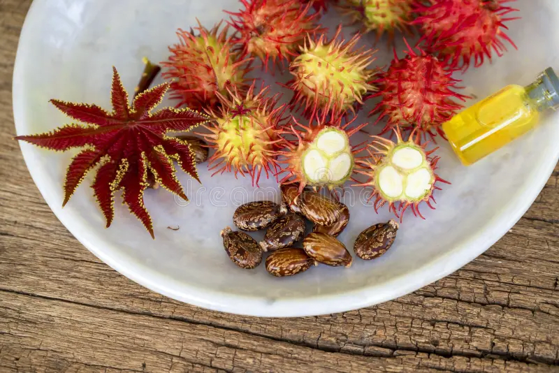 Castor Bean