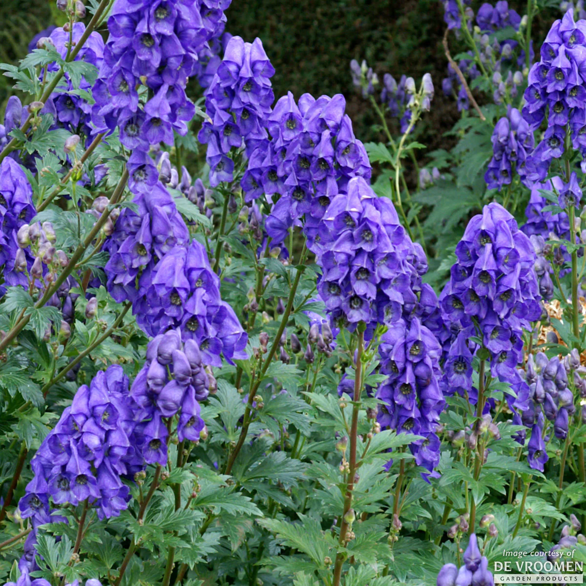 Monkshood