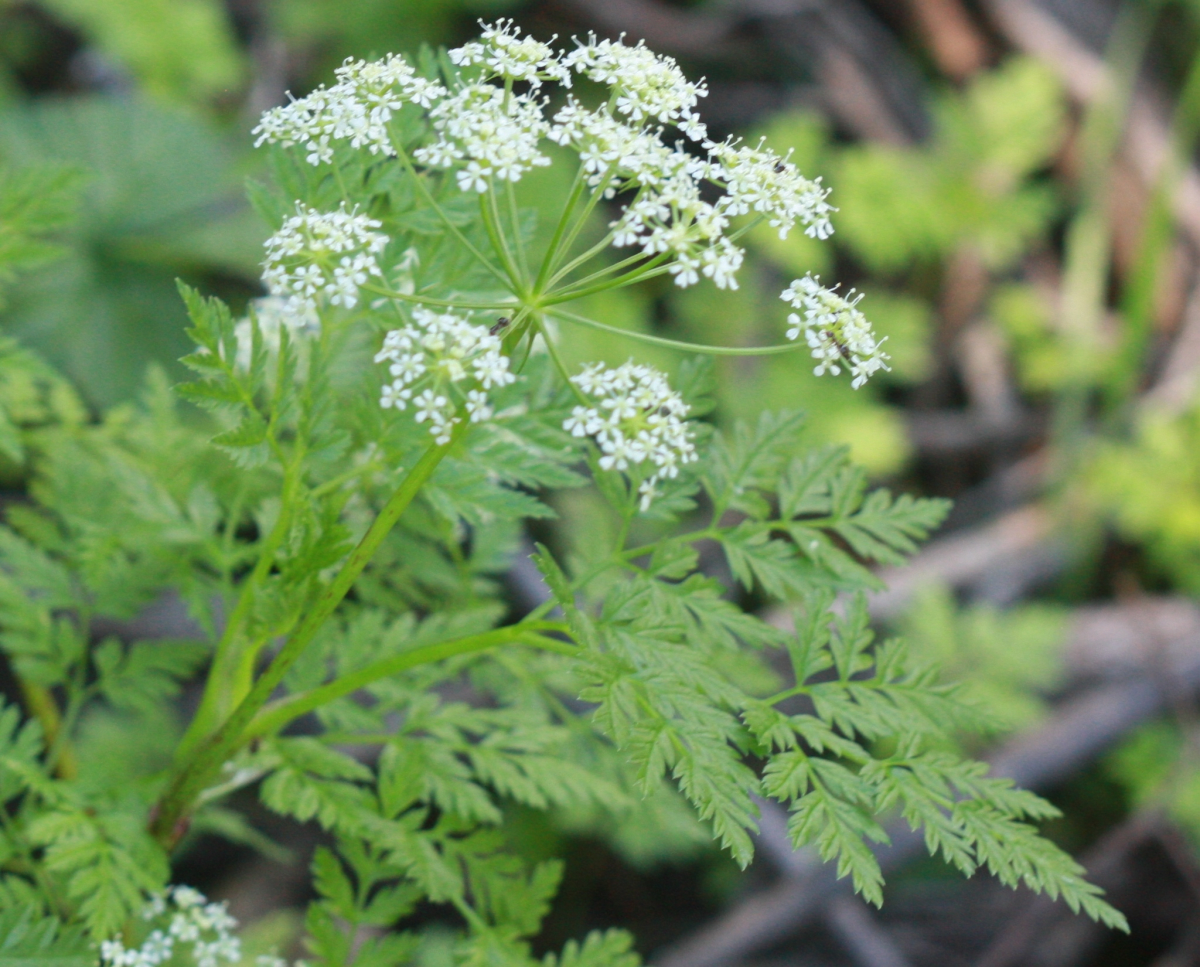 Poison Hemlock