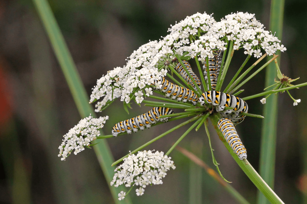  Water Hemlock