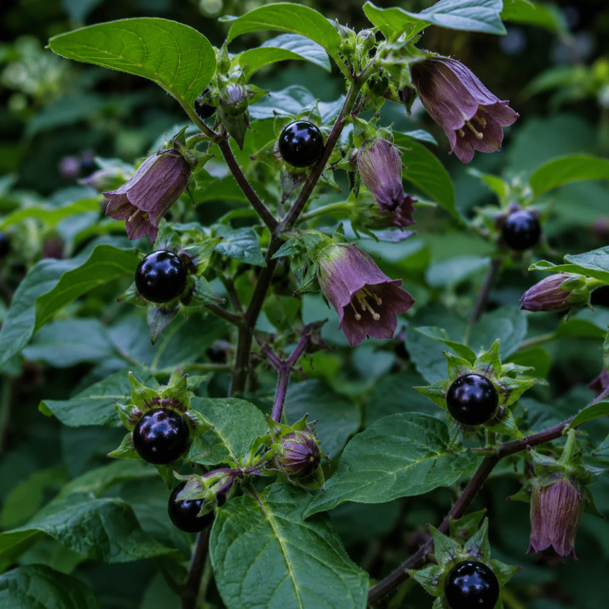 Deadly Nightshade