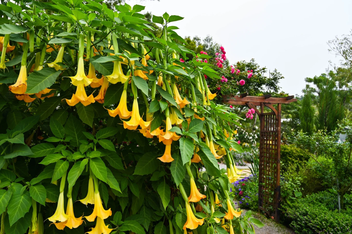 Angel's Trumpet