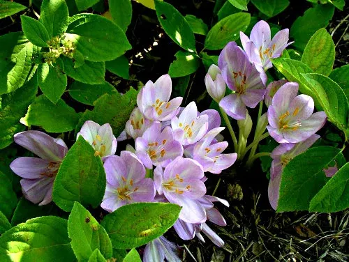 Autumn Crocus