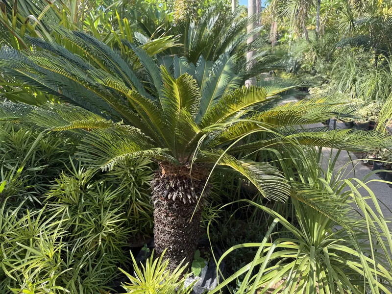 Sago Palm