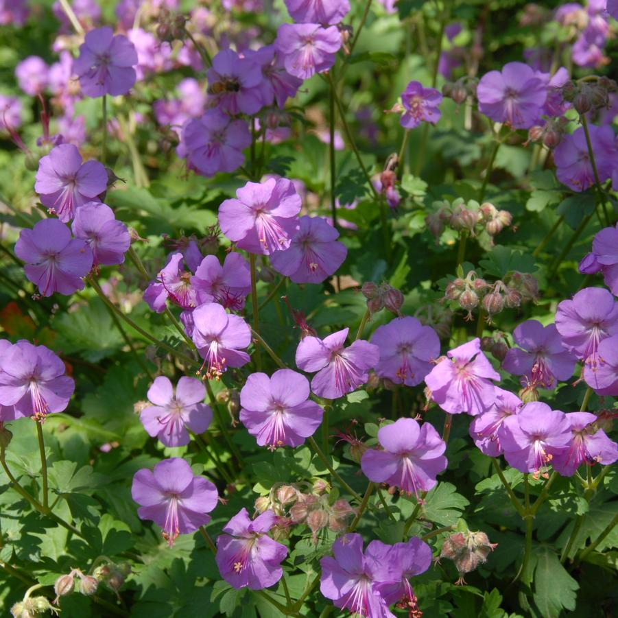 Cambridge Crane's-bill