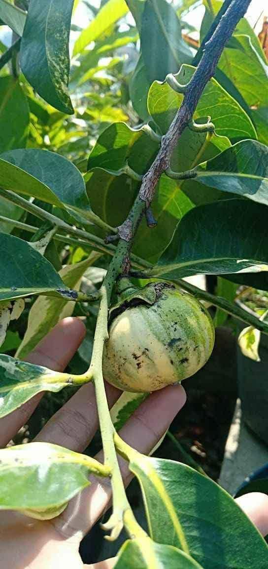 Variegated Black sapote