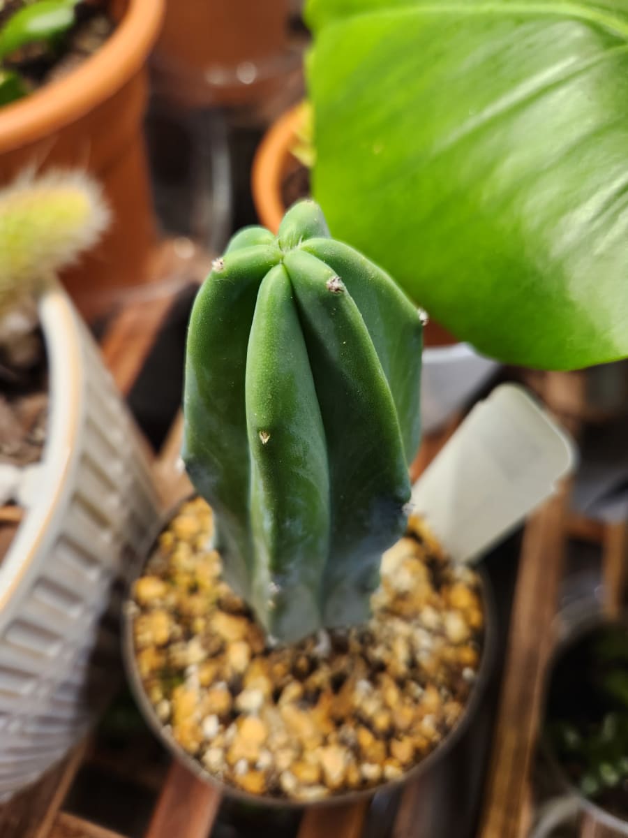 blue myrtle-cactus