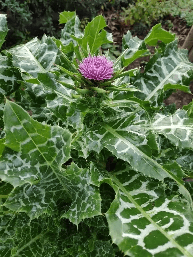 Milk Thistle