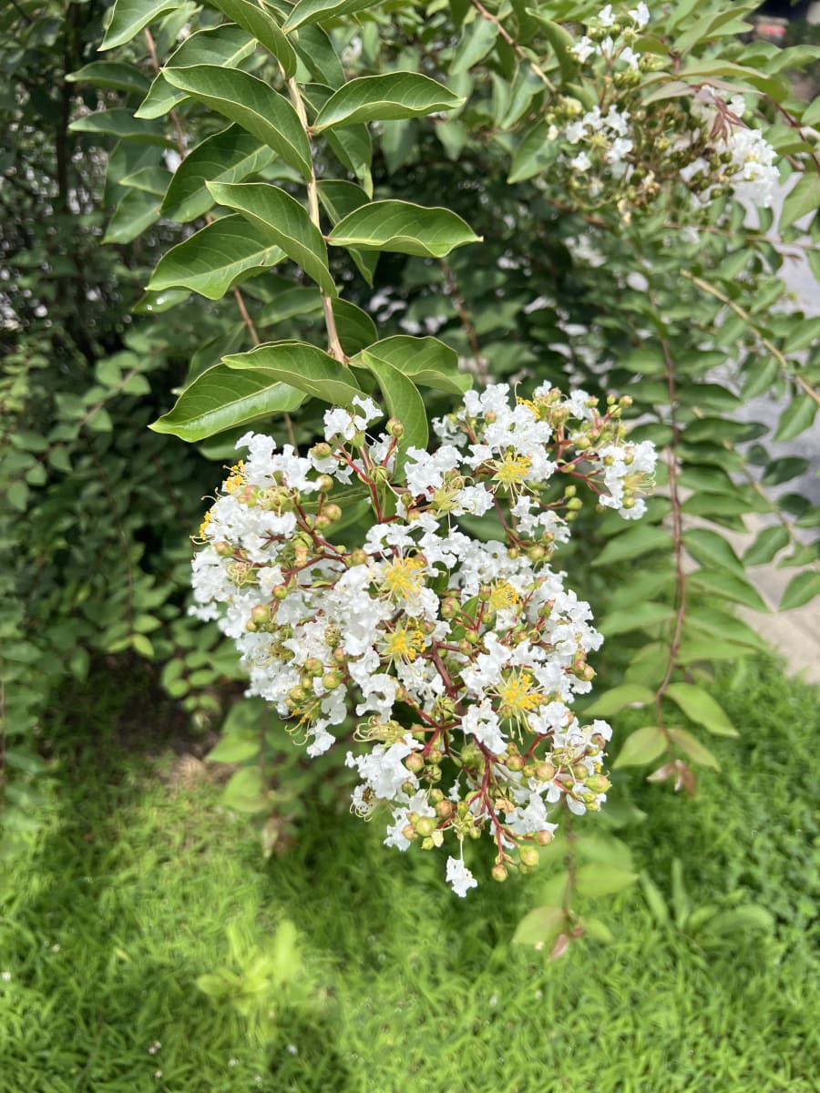 crapemyrtle