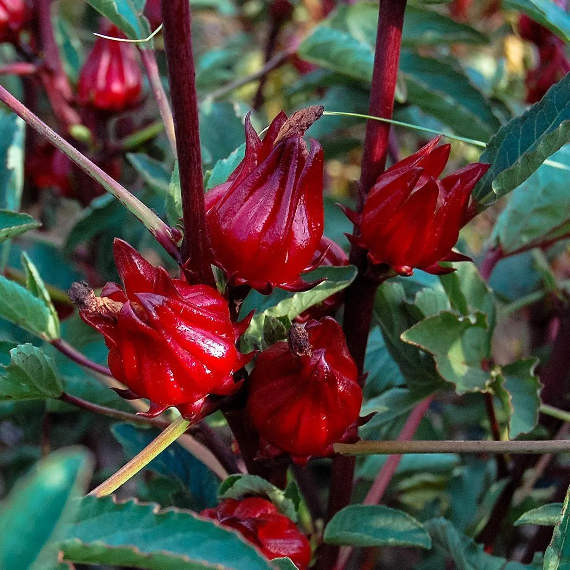 Hibiscus