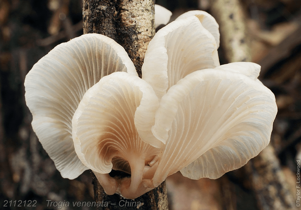 Little White Mushroom