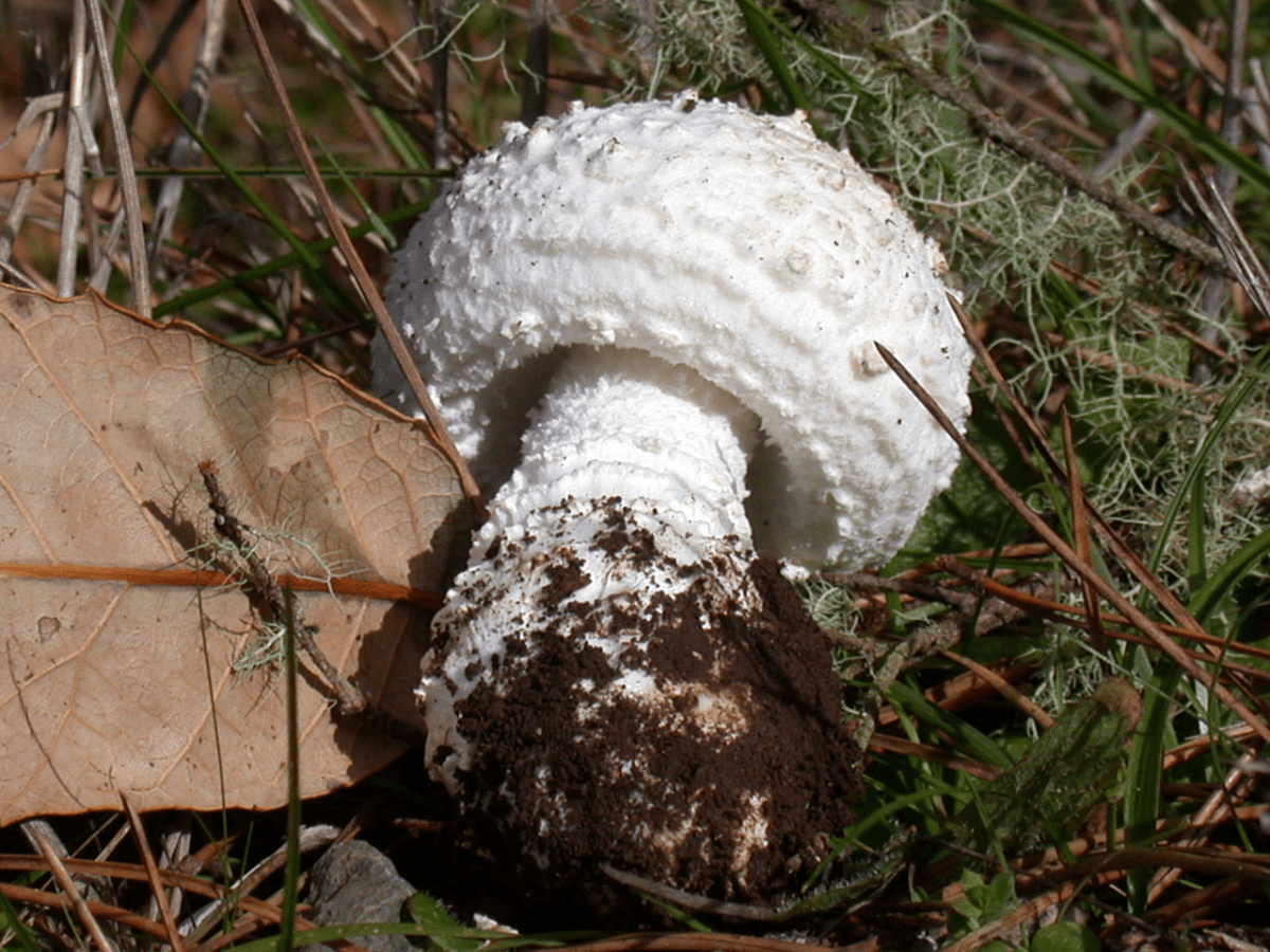 Smith's Amanita
