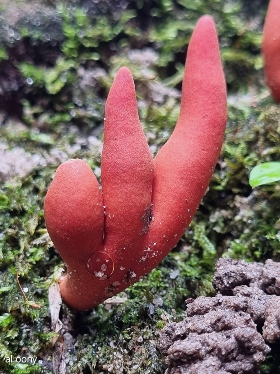 Poison Fire Coral
