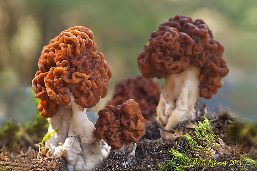 False Morel