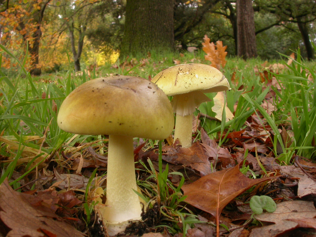 Death Cap