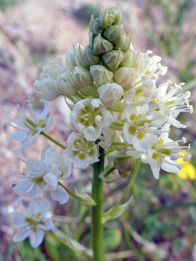 Meadow Death Camas