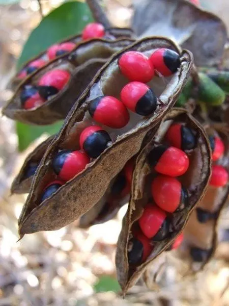 Rosary Pea