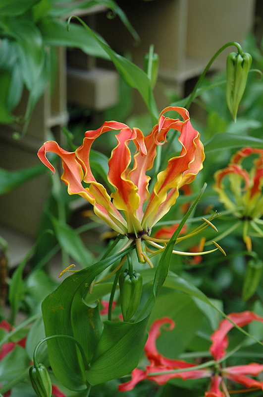Flame Lily