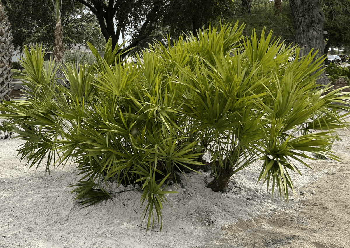 Saw Palmetto