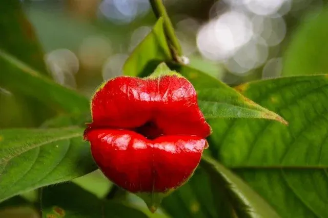 Hot Lips