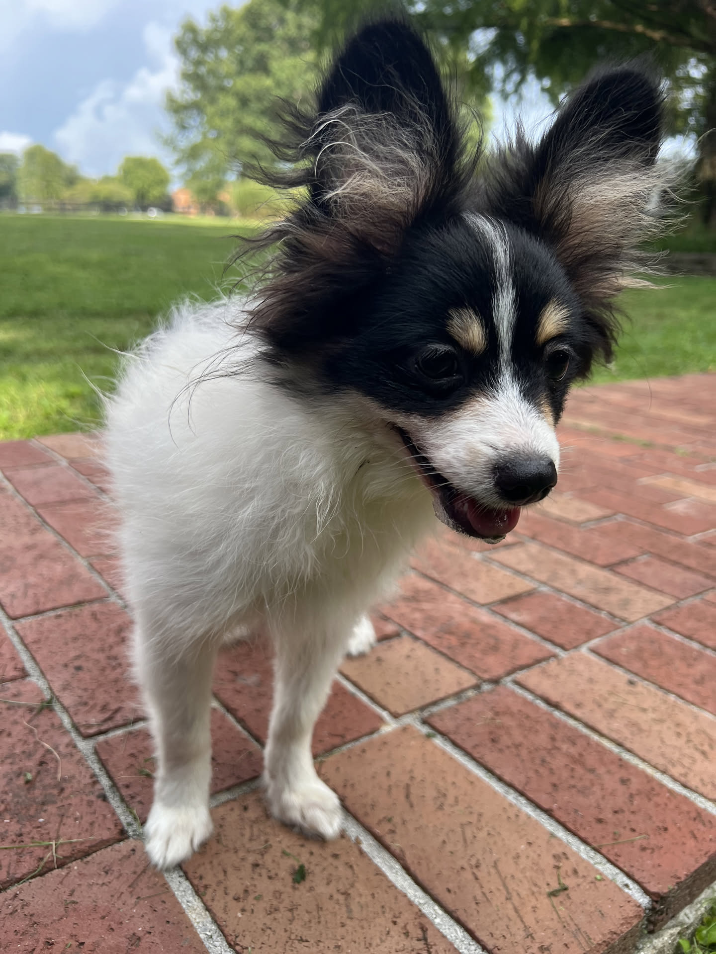 Male Papillon in London, Kentucky, photo 3