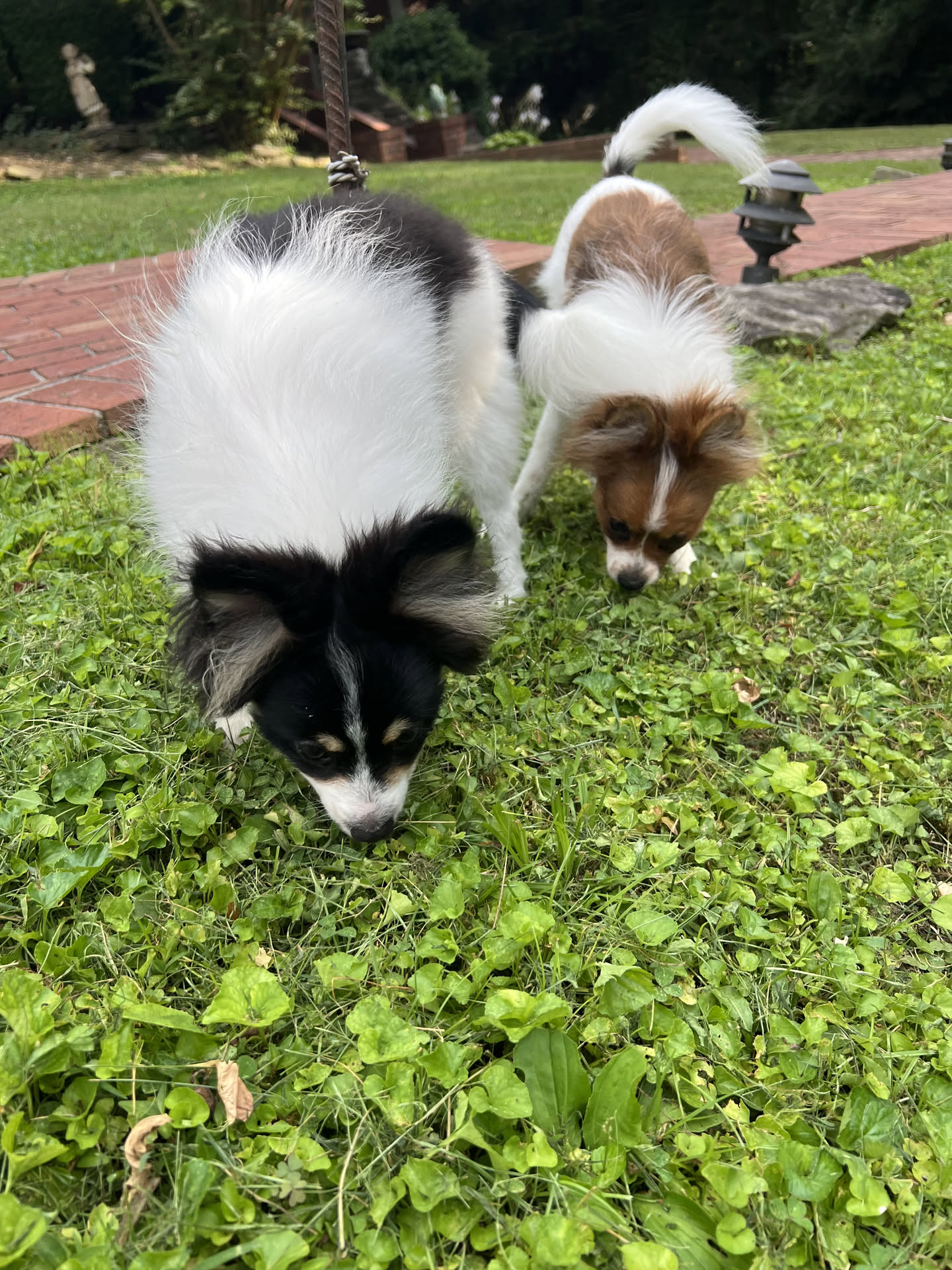 Male Papillon in London, Kentucky, photo 4