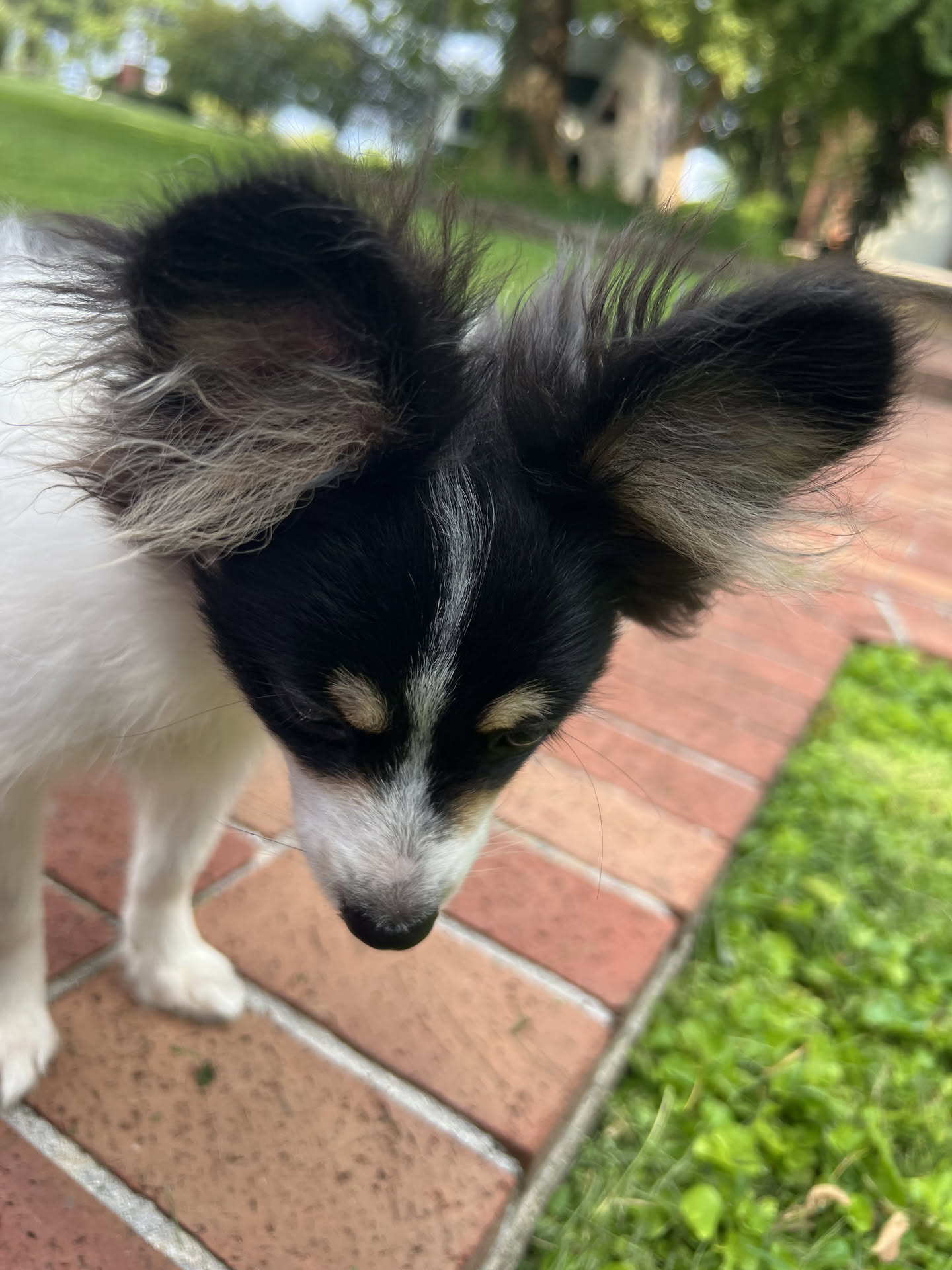 Male Papillon in London, Kentucky, photo 5