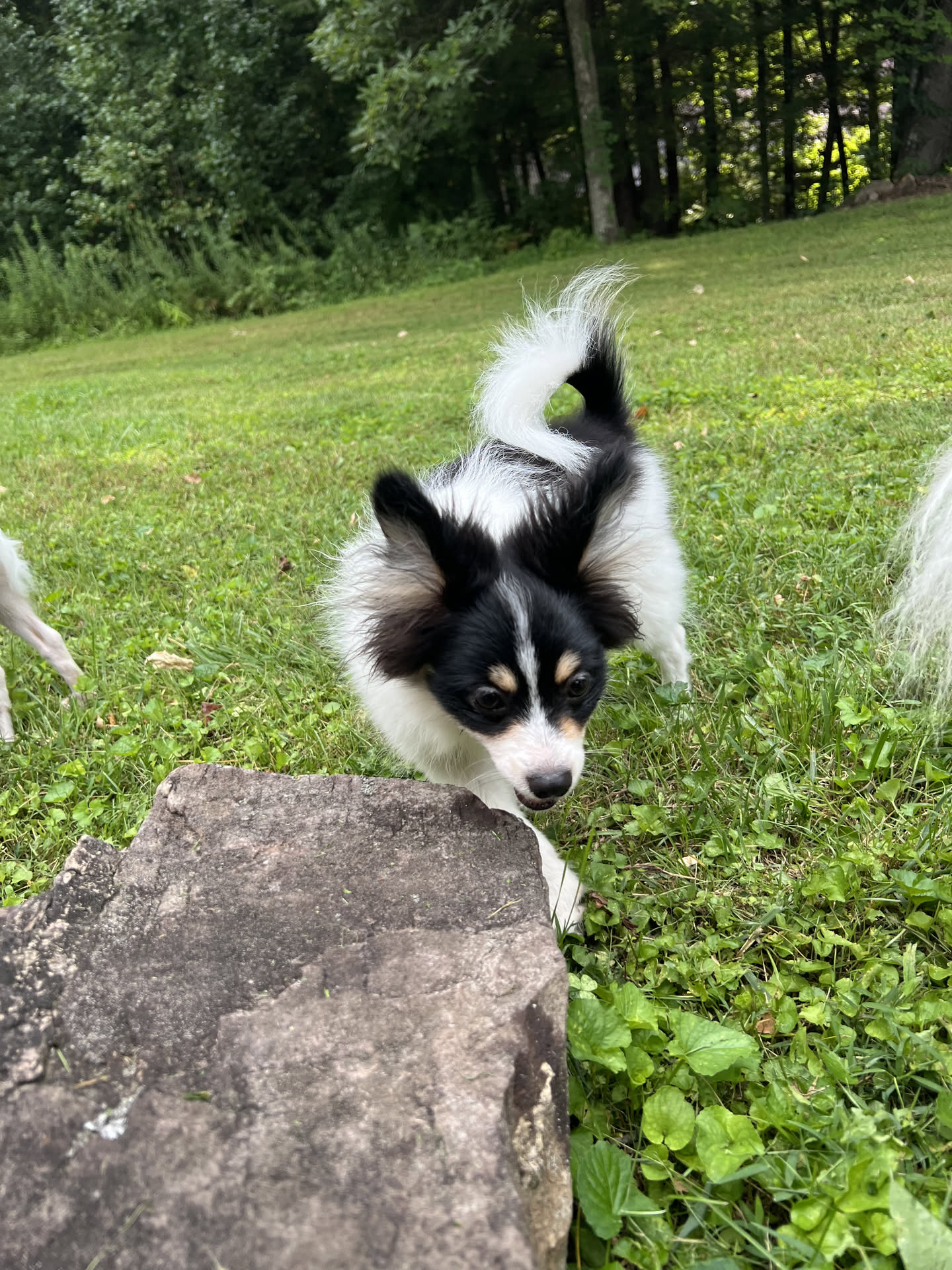 Male Papillon in London, Kentucky, photo 2