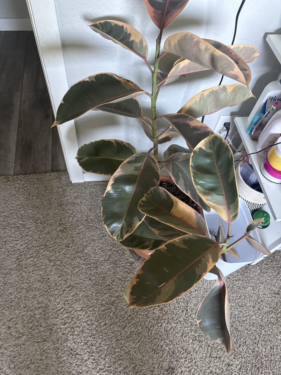 India Rubber Tree