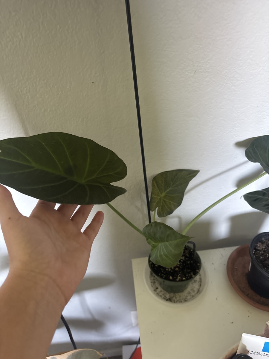 Black Velvet Alocasia