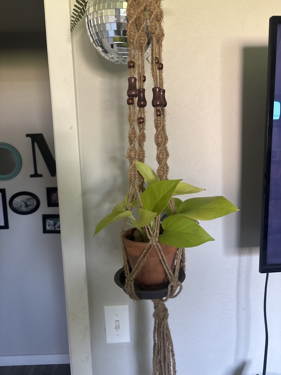 Neon  Pothos 