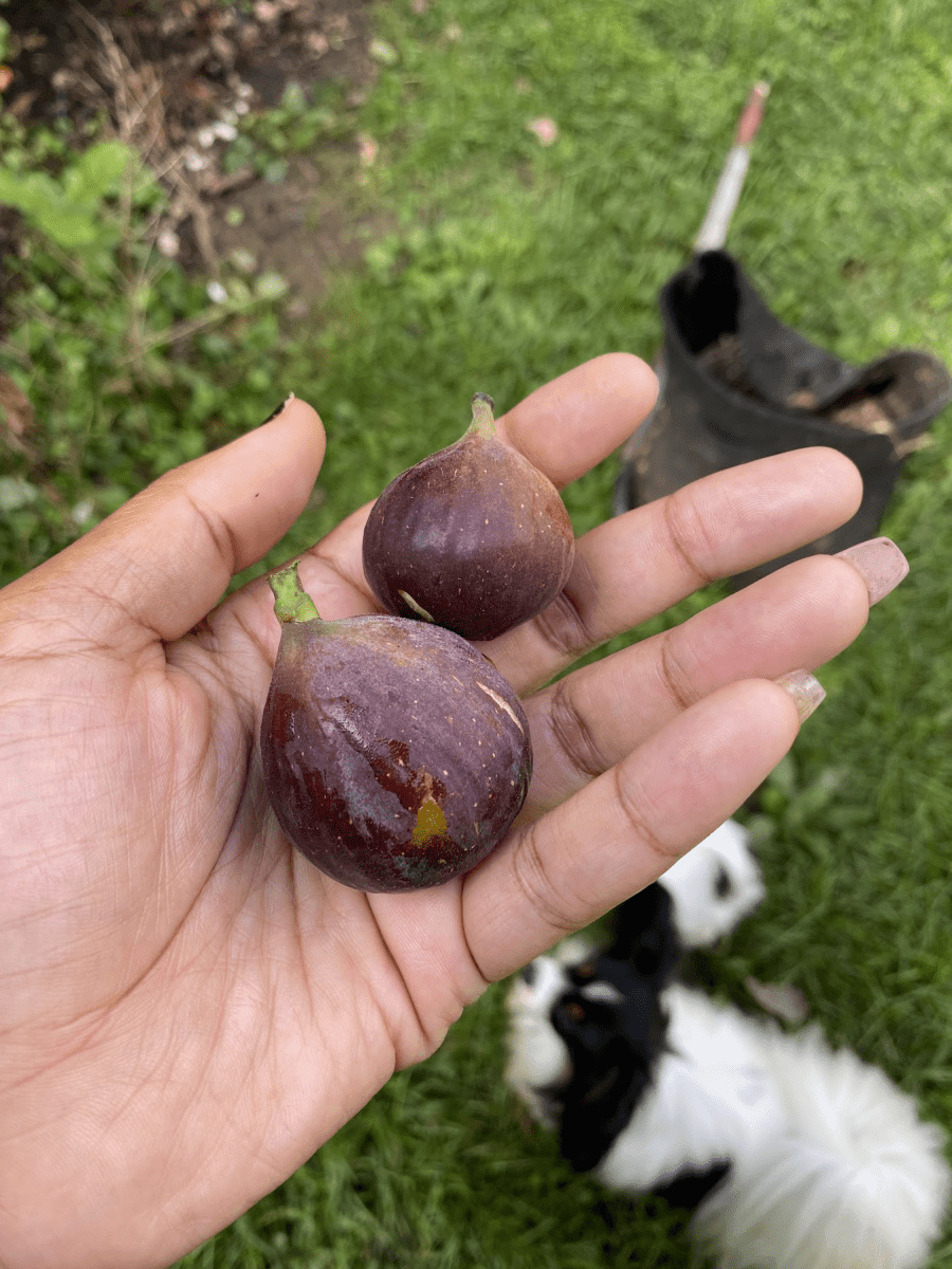 Red Sicilian Fig Cuttings