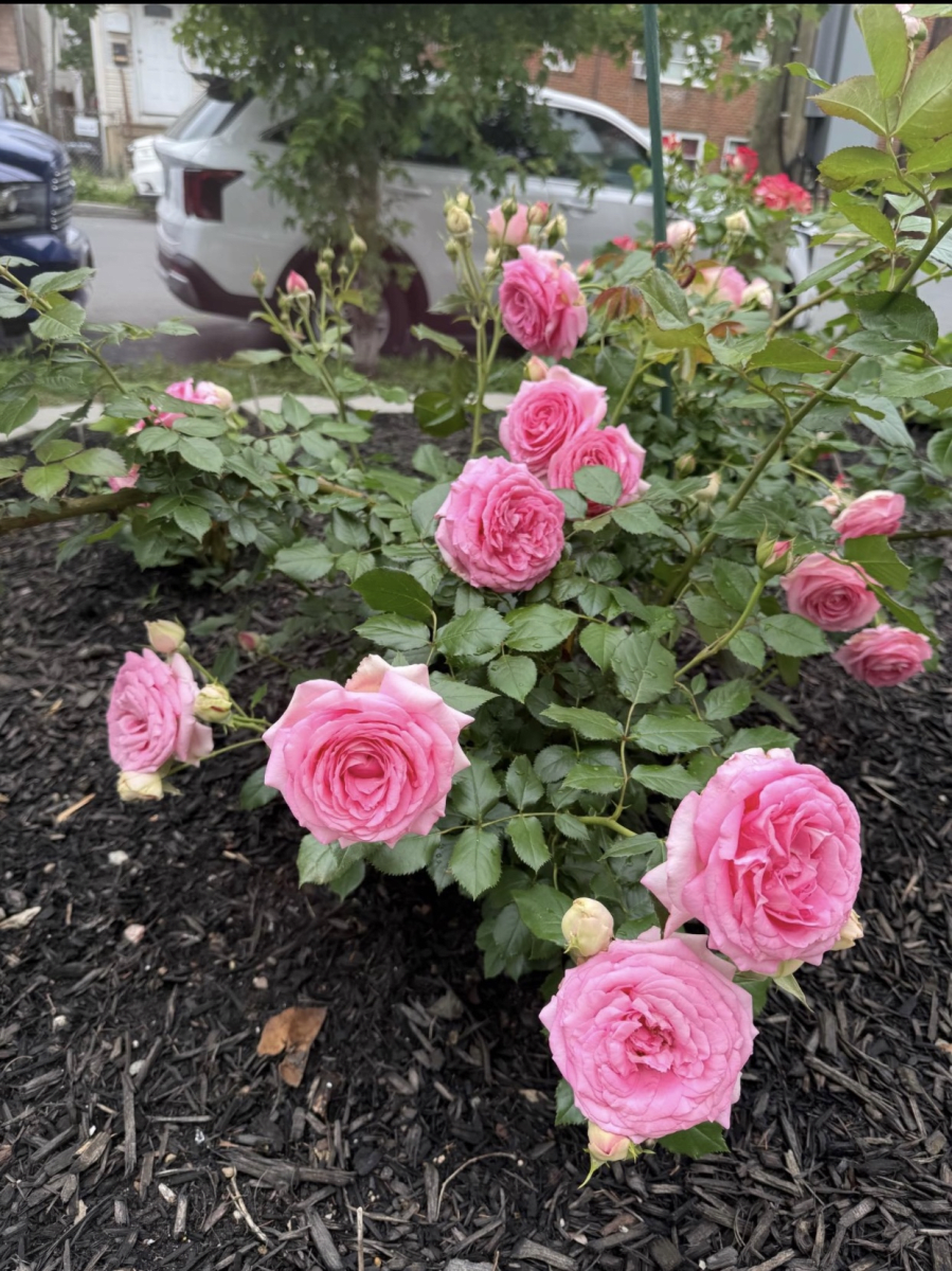 Pretty in Pink Eden Rose