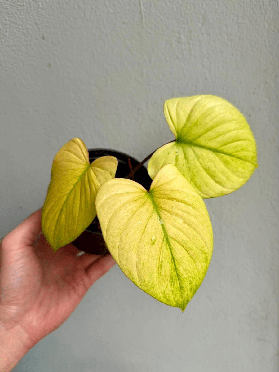 Homalomena rubescens Mint