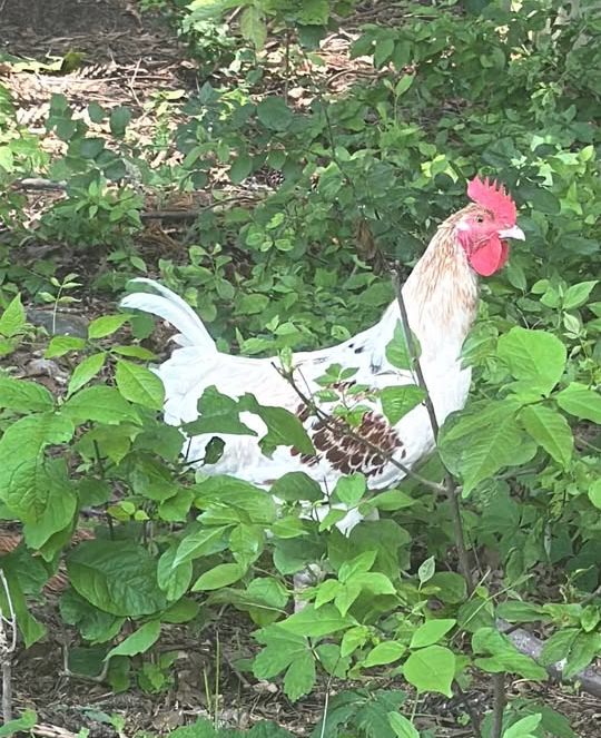 Female Chicken in Bethlehem, Pennsylvania