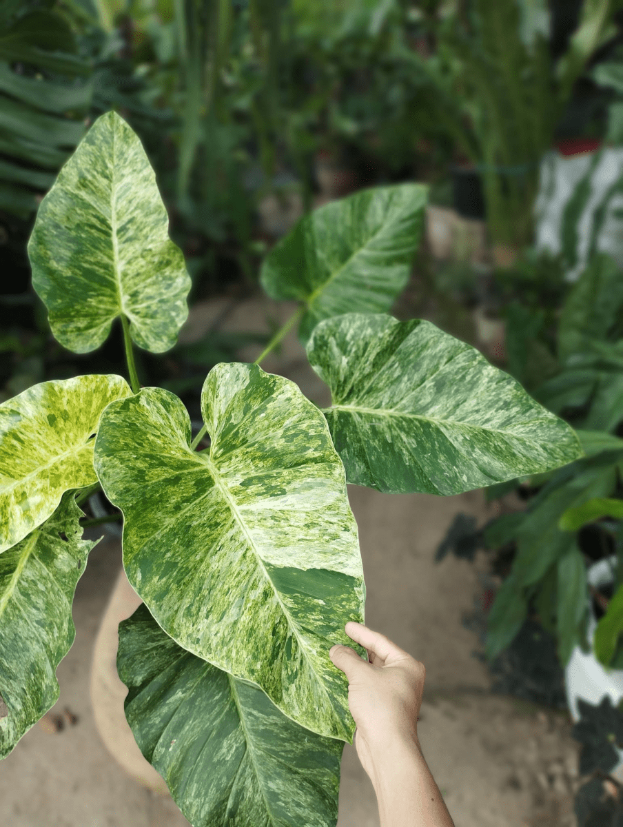 Philodendron giganteum Blizzard 